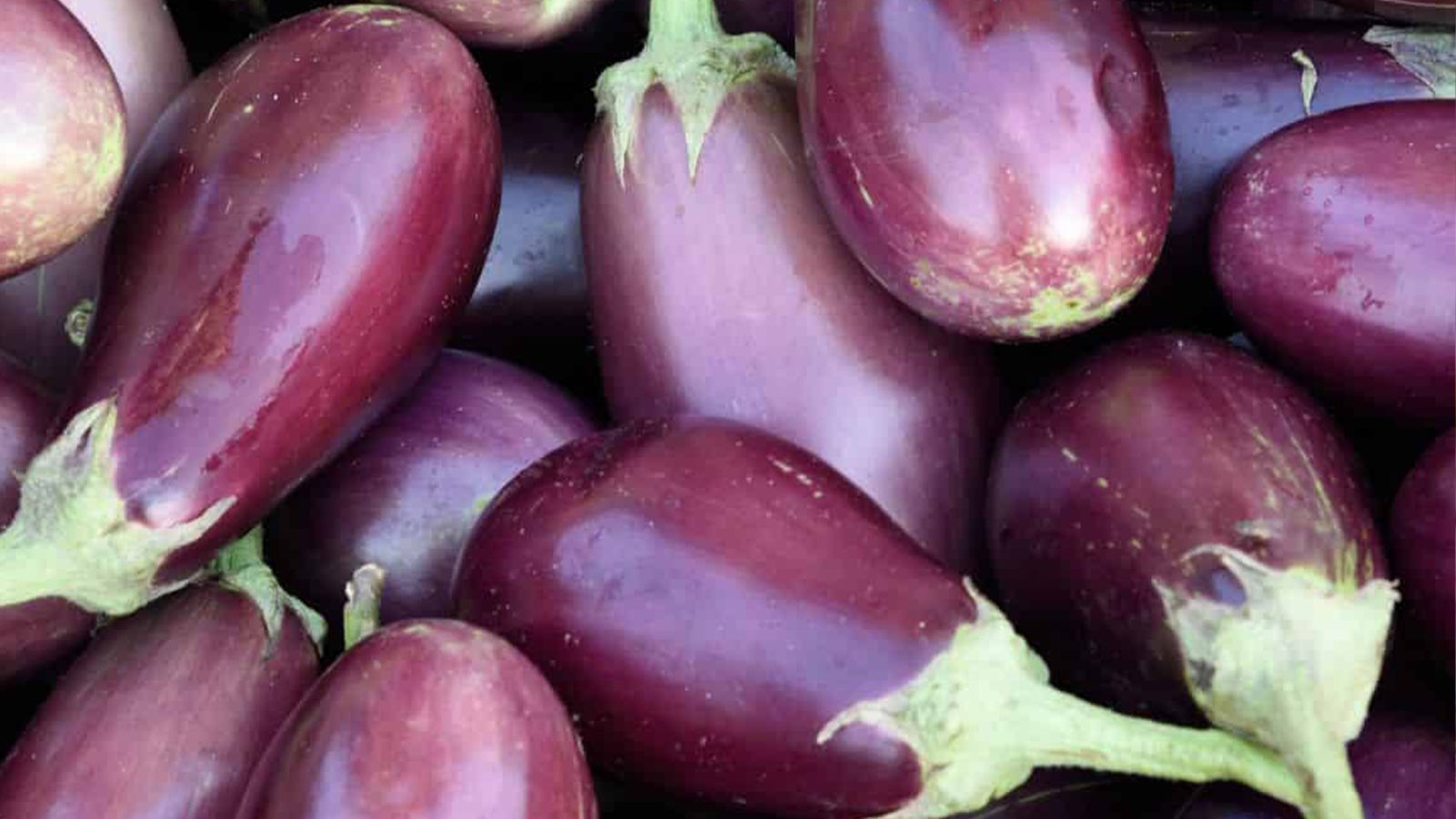 Eggplant